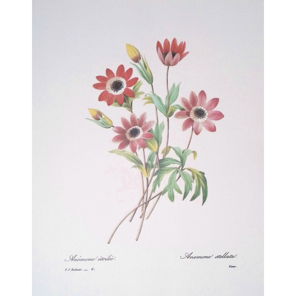 Redoute Anemone Etoilee Stellata Botanical Flower Print Vintage Floral Wall Art